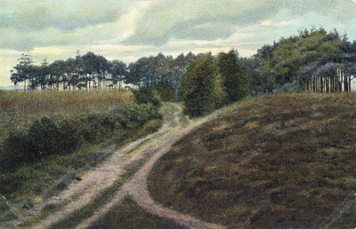 14407 Gezicht op de heide met een graanveld en een bos met naaldbomen te Soestdijk (gemeente Soest).